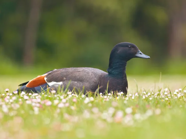 Male paradise duck — Stock Photo, Image