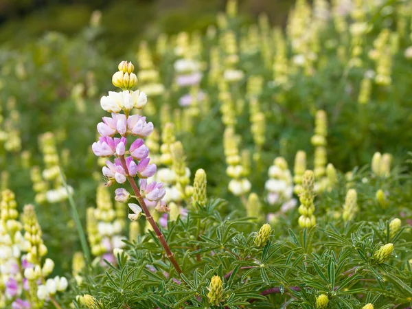 Group of lupin flowers — Stock Photo, Image