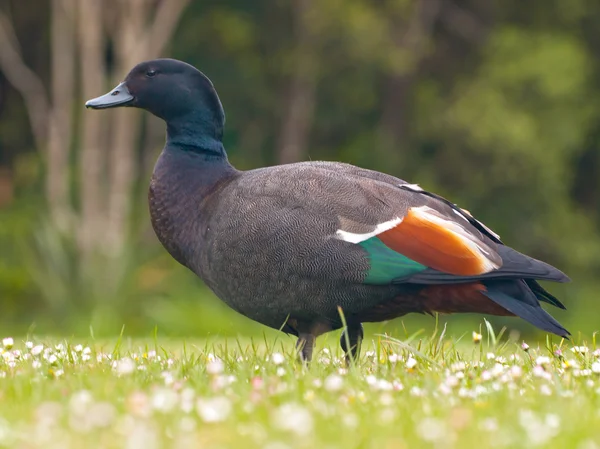 Männliche Paradiesente — Stockfoto