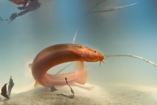 Loach meteorologico europeo — Foto Stock