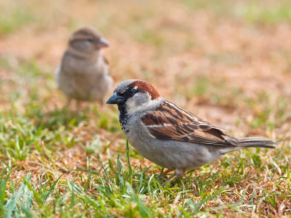 Coppia di passeri — Foto Stock