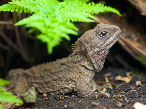 Reptil de Tuatara — Foto de Stock