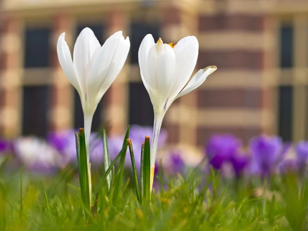 Two blooming white crocus — Stock Photo, Image