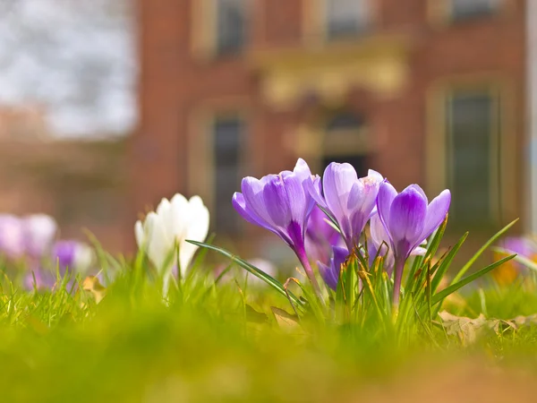 Violett blommande krokus — Stockfoto
