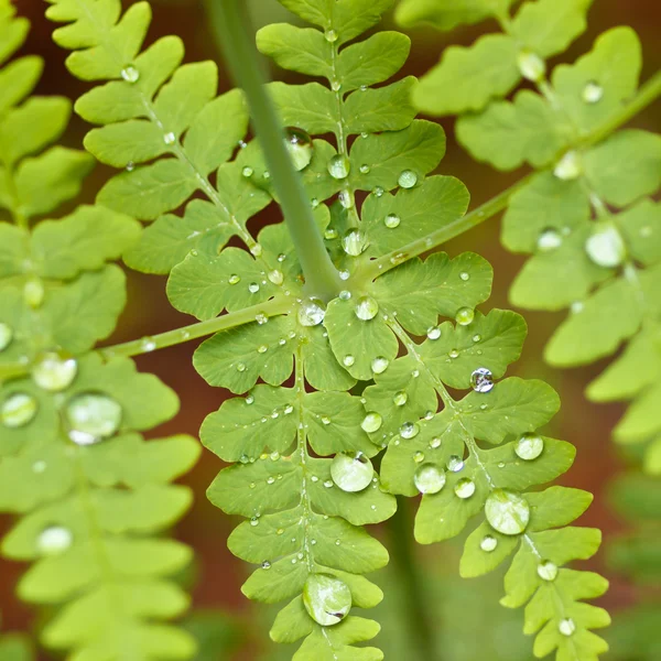 Gocce d'acqua su una foglia di felce — Foto Stock