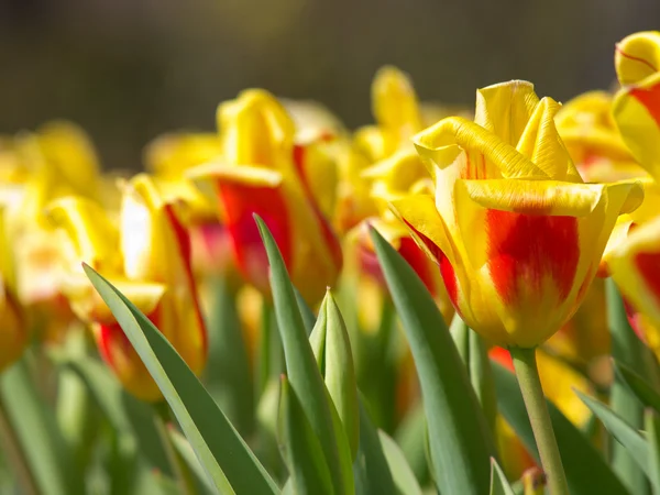 Un campo de amarillo con tulipanes rojos — Foto de Stock