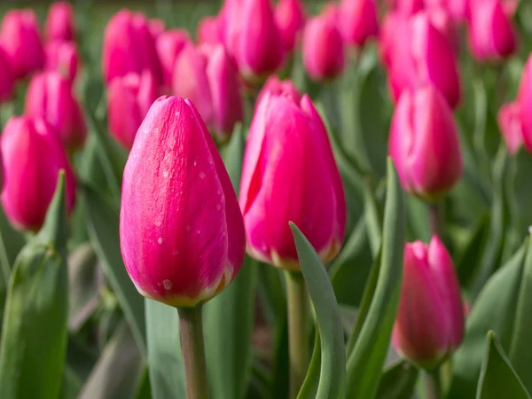 Un grupo de tulipanes rosados — Foto de Stock