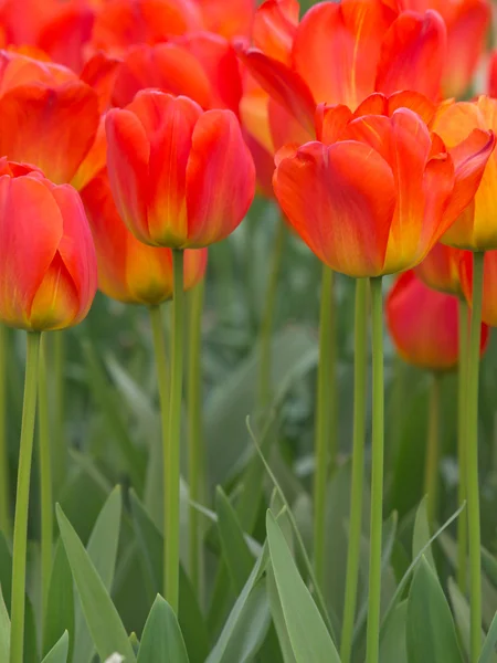 Um grupo de tulipas vermelhas florescendo — Fotografia de Stock