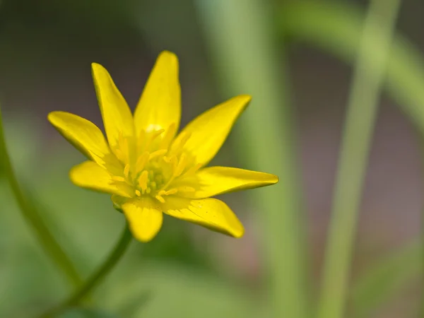 Tavaszi sárga virág — Stock Fotó