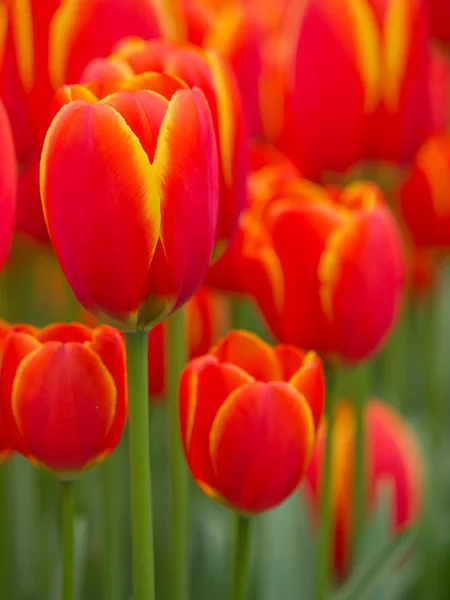 Abstrato close up de tulipas vermelhas e amarelas — Fotografia de Stock