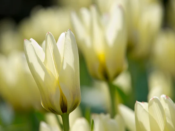 Back lit white tulips — Stock Photo, Image