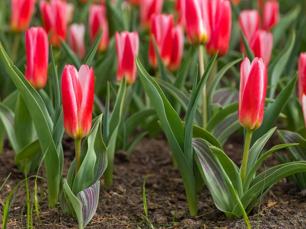 Flower bed of blooming tulips — Stock Photo, Image