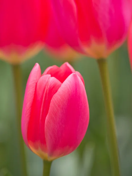 Close up de uma tulipa rosa — Fotografia de Stock