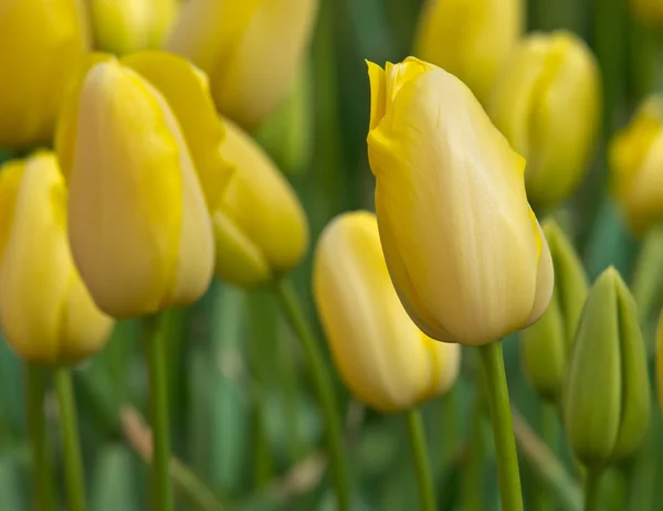 Zbliżenie żółtych tulipanów — Zdjęcie stockowe