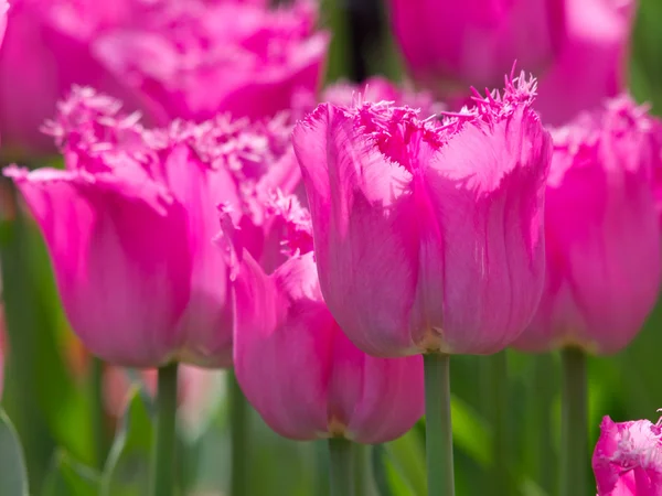 Tulipanes rosas con flecos — Foto de Stock