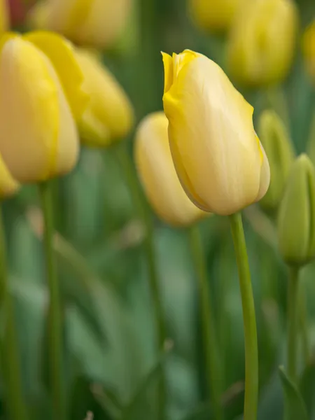 Portret żółte tulipany — Zdjęcie stockowe