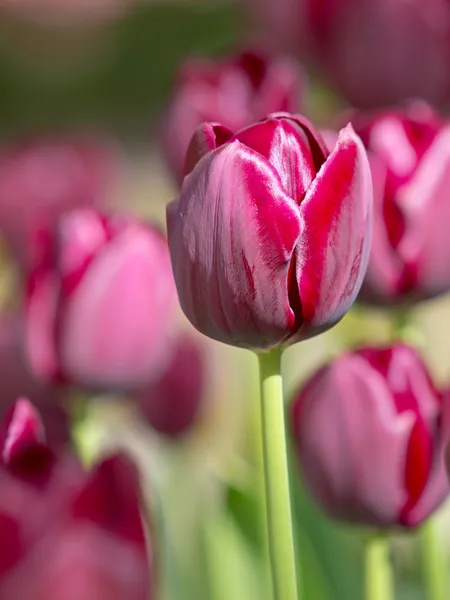 Purple blooming tulips — Stock Photo, Image