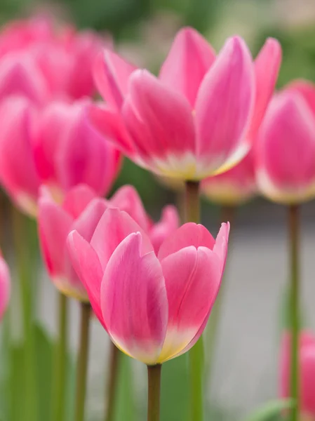 Vibrantes tulipanes rosados — Foto de Stock