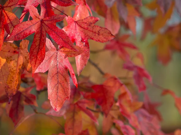 Autumnal colored red maple leaves — Stock Photo, Image
