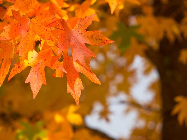 Fogliame autunnale — Foto Stock