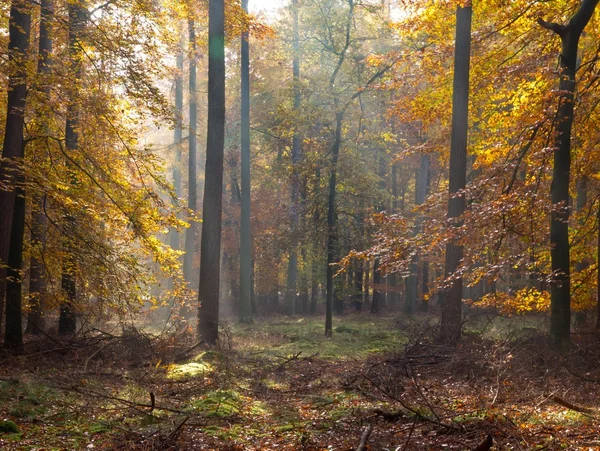Höstlig skog — Stockfoto