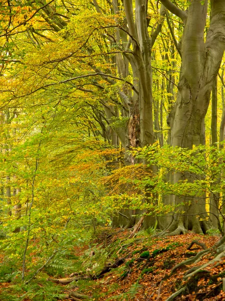 Зеленые и желтые листья — стоковое фото