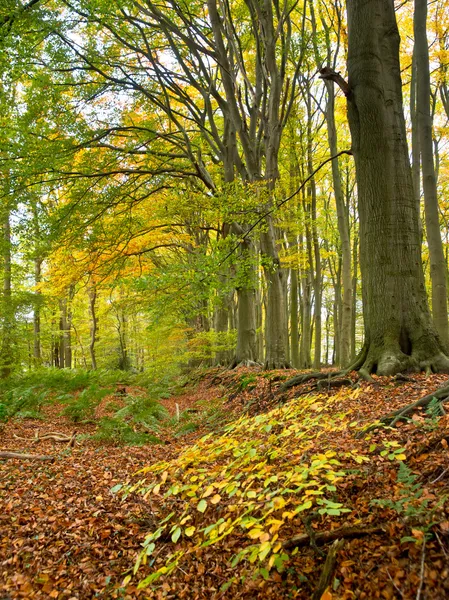 Beech forest in fall Royalty Free Stock Images