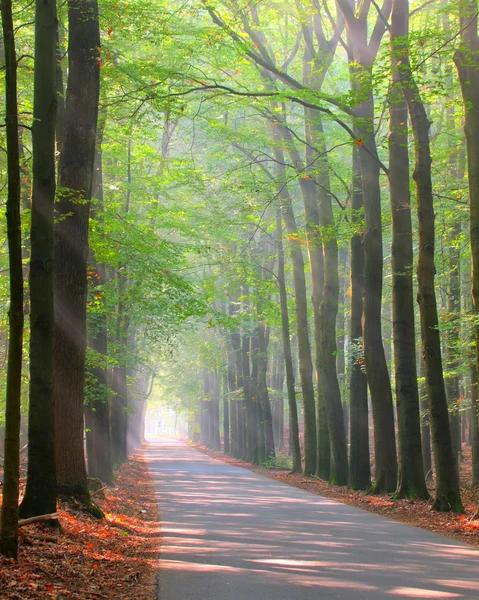 Brightly lit forest lane Stock Photo