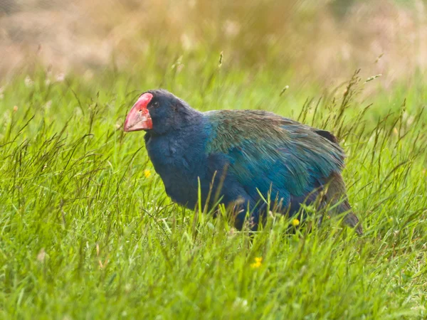 Endemic takahe — Stock Photo, Image