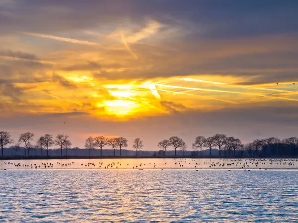 Enten auf einem gefrorenen See — Stockfoto