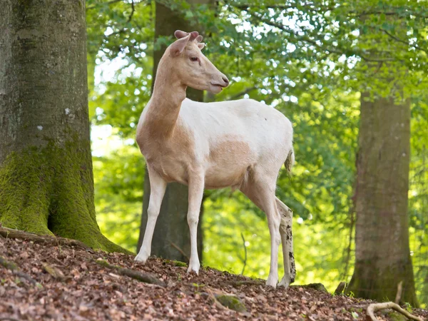 Albino deer — Stock Photo, Image