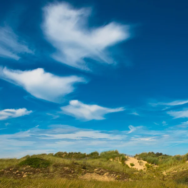 Summer landscape at the coast — Stock Photo, Image