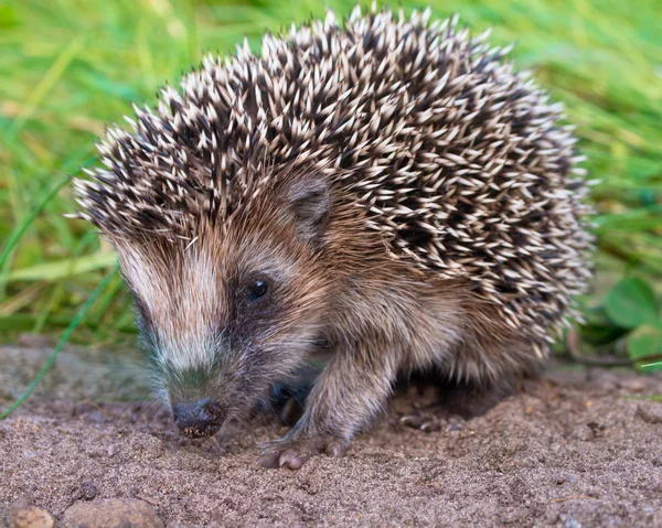 Hedgehog bebé de cerca — Foto de Stock