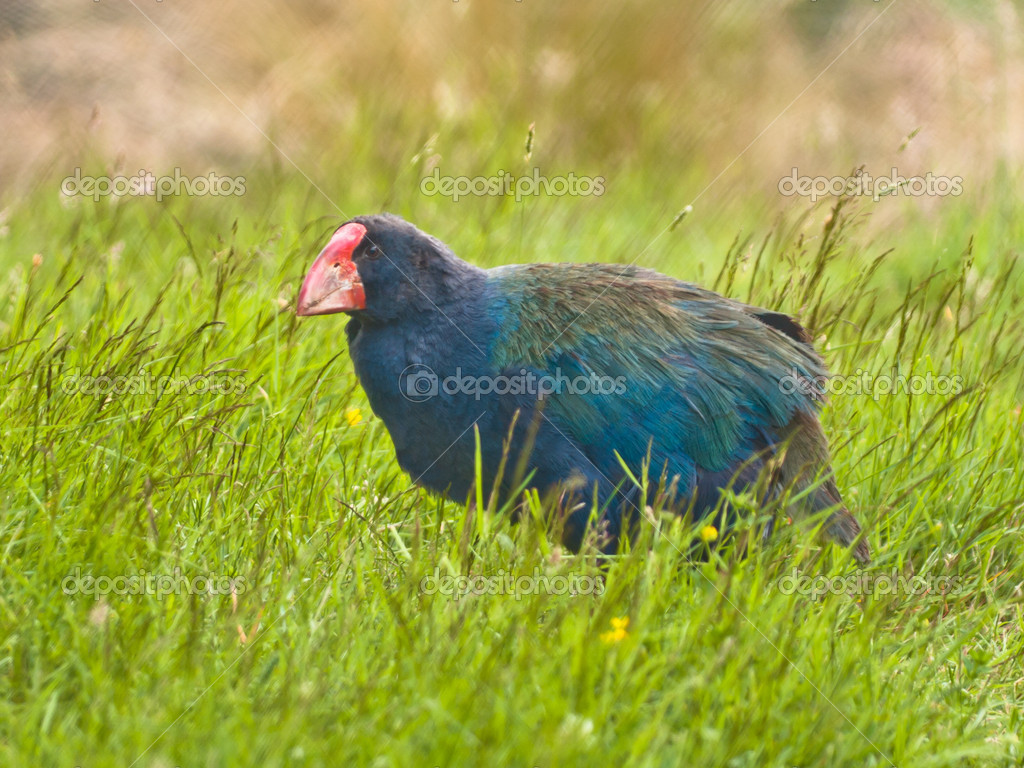 タカヘ South Island Takahe Japaneseclass Jp タカヘ South Island Takahe Japaneseclass Jp