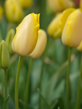 portre Sarı laleler