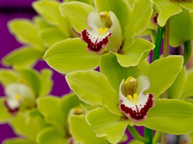 Sarı orkide çiçek