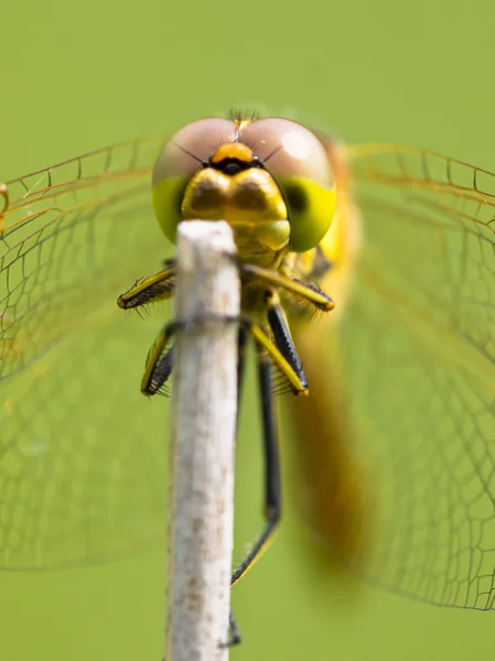 Sympetrum ważka odpoczynku — Zdjęcie stockowe