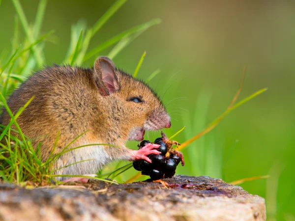 Wild field mouse eating blackberry on log sideview — Stock Photo, Image