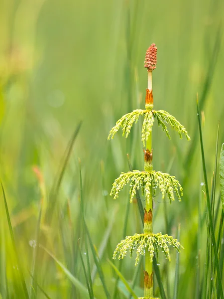 Wood horsetail