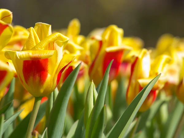 Поле желтого цвета с красными тюльпанами — стоковое фото