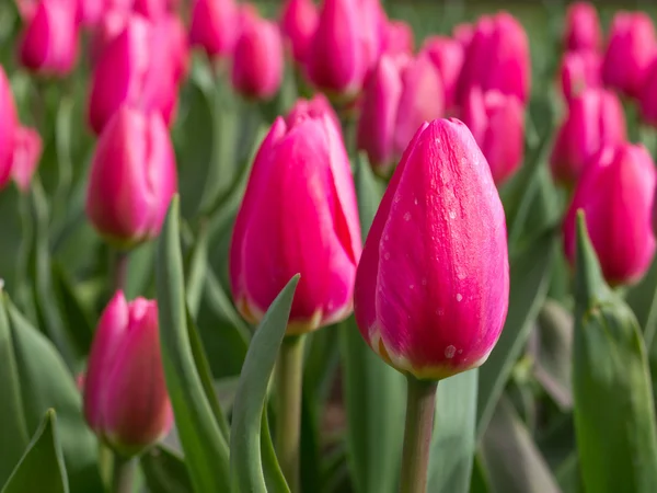 Um grupo de tulipas rosa — Fotografia de Stock