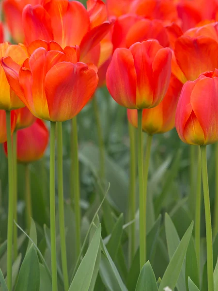 Un grupo de tulipanes rojos florecientes — Foto de Stock