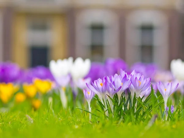 A group of violet crocus — Stock Photo, Image