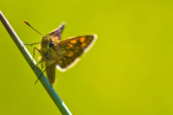 Chequered skipper — Stock Photo, Image