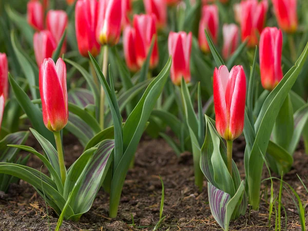 Lecho de flores de tulipanes florecientes — Foto de Stock