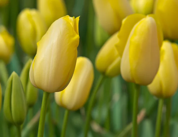 Zbliżenie żółtych tulipanów — Zdjęcie stockowe