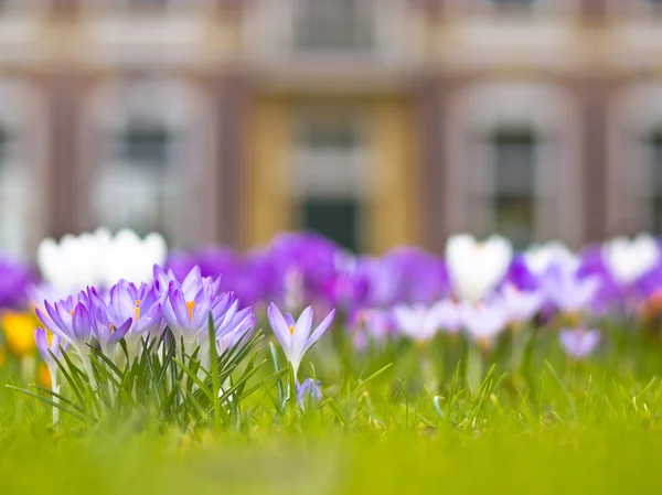 Crocus in front of a historical building — Stock Photo, Image