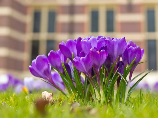 A group of crocus — Stock Photo, Image