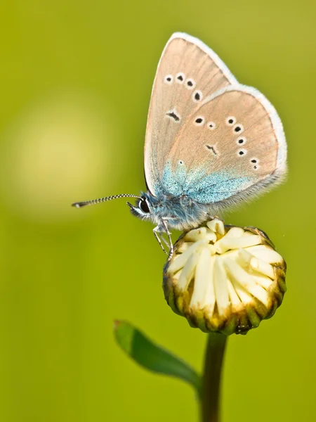 Mazarine Blue Butterfly on a flower — Stock Photo, Image