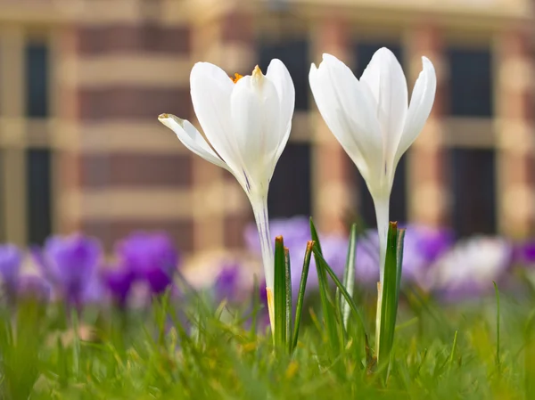 Two blooming white crocus — Stock Photo, Image